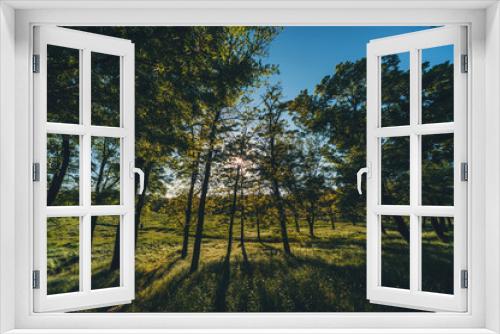 Fototapeta Naklejka Na Ścianę Okno 3D - Утро в зеленом лесу