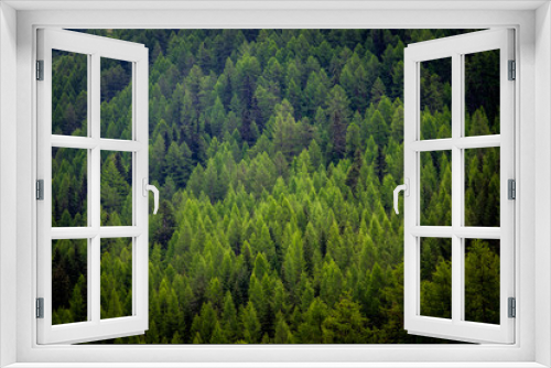 Fototapeta Naklejka Na Ścianę Okno 3D - Mountain Trees and conifers