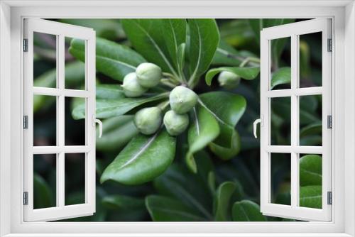 Fototapeta Naklejka Na Ścianę Okno 3D - Green rhododendron fruits