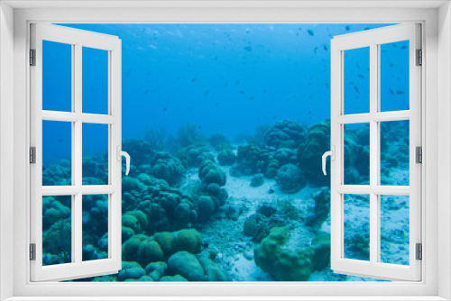 Fototapeta Naklejka Na Ścianę Okno 3D - coral life caribbean sea underwater