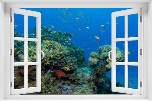 Fototapeta Naklejka Na Ścianę Okno 3D - Bunte Korallenlandschaft 