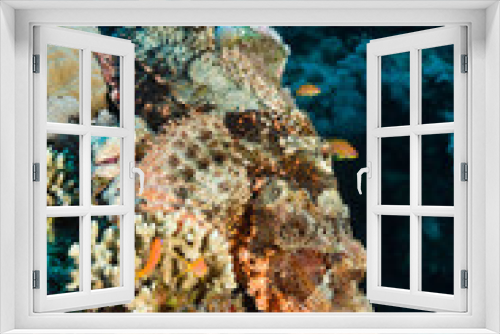 Fototapeta Naklejka Na Ścianę Okno 3D - Fransen-Drachenkopf im Korallenriff