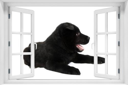 Fototapeta Naklejka Na Ścianę Okno 3D - Black german shepherd puppy