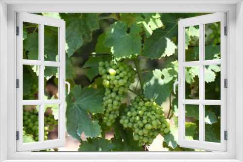 Fototapeta Naklejka Na Ścianę Okno 3D - Green grapes in a vineyard