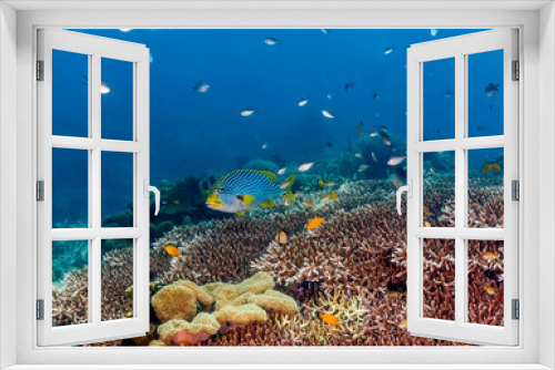 Fototapeta Naklejka Na Ścianę Okno 3D - Sweetlips on a coral reef