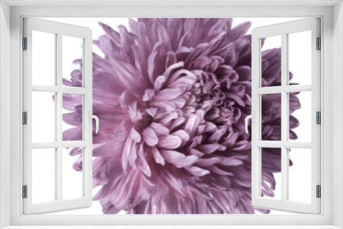 Fototapeta Naklejka Na Ścianę Okno 3D - Light pink  aster flower isolated on white background with clipping path.  Closeup no shadows.  Nature.