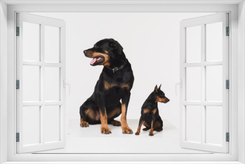Fototapeta Naklejka Na Ścianę Okno 3D - Zwergpinscher and rottweiler on a white background in the studio. Two dogs look in different directions. Dogs sit on a white cube.
