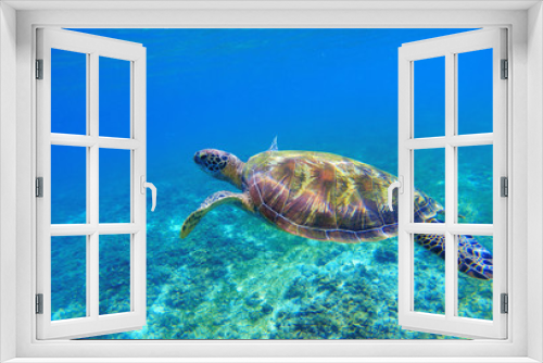 Fototapeta Naklejka Na Ścianę Okno 3D - Green sea turtle in seawater. Sea tortoise underwater photo. Sea animal in coral reef.