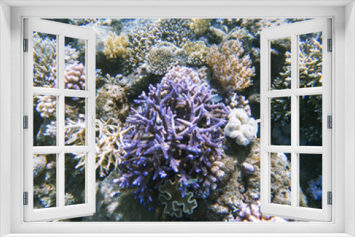 Fototapeta Naklejka Na Ścianę Okno 3D - Tropical seashore landscape underwater photo. Coral reef animal.