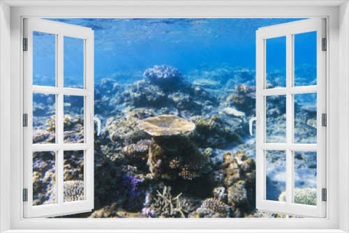 Fototapeta Naklejka Na Ścianę Okno 3D - Table corals panorama. Exotic island shore shallow water. Tropical seashore landscape underwater photo.