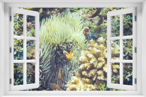 Fototapeta Naklejka Na Ścianę Okno 3D - Clownfish in actinia. Tropical seashore anemonefish underwater photo.