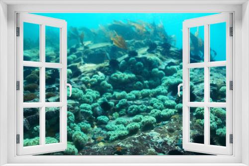 Fototapeta Naklejka Na Ścianę Okno 3D - laminaria sea kale underwater photo ocean reef salt water