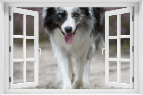 Fototapeta Naklejka Na Ścianę Okno 3D - Border Collie läuft auf die Kamera zu