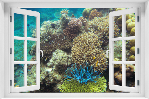 Fototapeta Naklejka Na Ścianę Okno 3D - Underwater landscape with colorful corals. Coral undersea photo