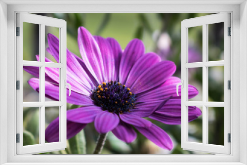 Fototapeta Naklejka Na Ścianę Okno 3D - Purple Flower