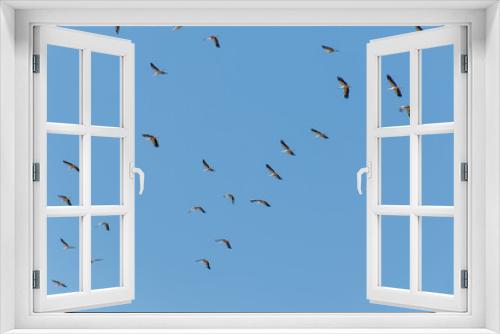 Fototapeta Naklejka Na Ścianę Okno 3D - Group of storks