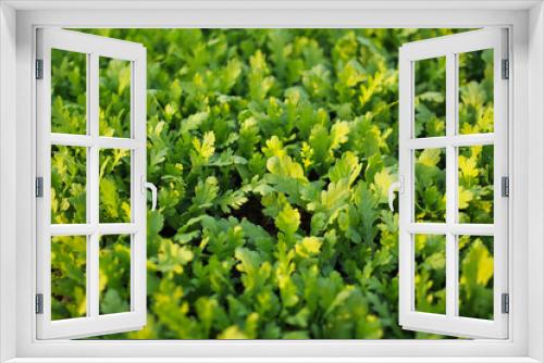 Fototapeta Naklejka Na Ścianę Okno 3D - freshness green lettuce garden in early morning sunlight for wallpaper background