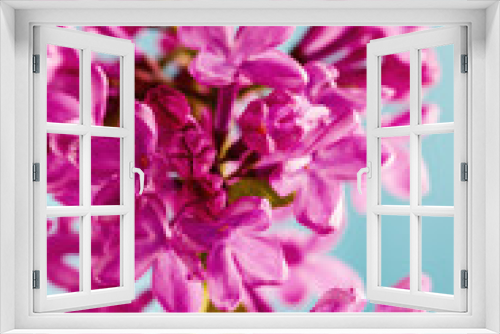 Fototapeta Naklejka Na Ścianę Okno 3D - Lilac flowers on blue, closeup