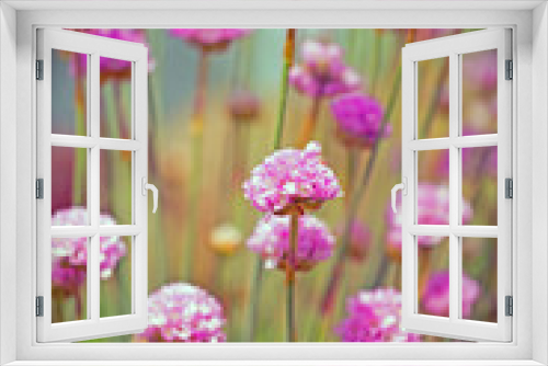 Fototapeta Naklejka Na Ścianę Okno 3D - bunch of pink chives growing with a natural background setting