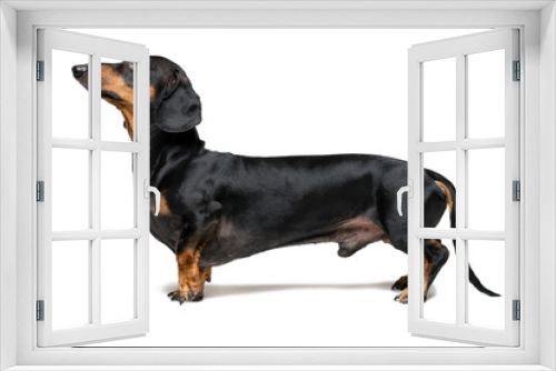 Fototapeta Naklejka Na Ścianę Okno 3D - A dog (puppy) of the dachshund breed, black and tan, stands with a forepaw on a gray background