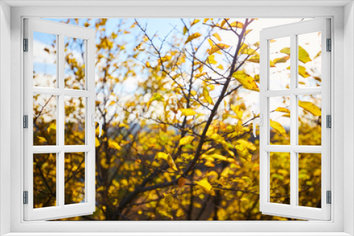 Fototapeta Naklejka Na Ścianę Okno 3D - Tree with yellow leaves in bright autumnal landscape.