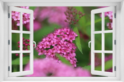 Fototapeta Naklejka Na Ścianę Okno 3D - Macro Closeup Flower Plant Life 