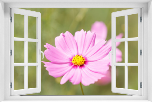 Fototapeta Naklejka Na Ścianę Okno 3D - Cosmos flower in the garden. Soft focus.