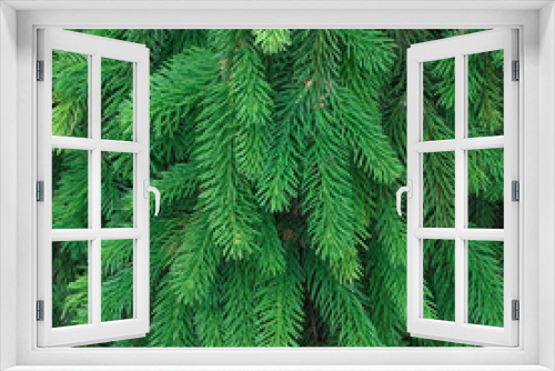 Fototapeta Naklejka Na Ścianę Okno 3D - evergreen fir trees