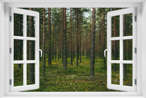 Fototapeta Naklejka Na Ścianę Okno 3D - Green infinite forest