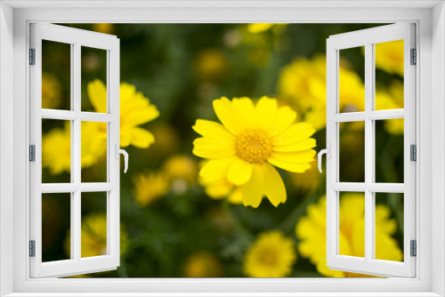 Fototapeta Naklejka Na Ścianę Okno 3D - Blossom Cyprus Plant