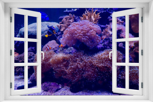 Fototapeta Naklejka Na Ścianę Okno 3D - Sea anemone with clown fish