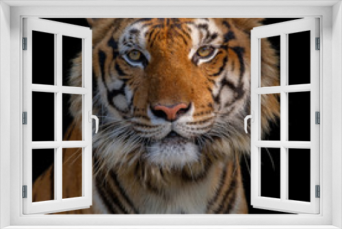 Fototapeta Naklejka Na Ścianę Okno 3D - Closeup head of tiger on black background. The eyes of a tiger staring fiercely forward.