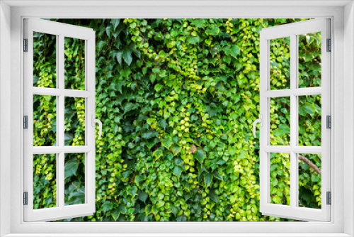 Fototapeta Naklejka Na Ścianę Okno 3D - Ivy - evergreen climbing bush
