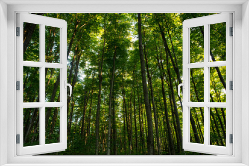 Fototapeta Naklejka Na Ścianę Okno 3D - Stand Among the Trees