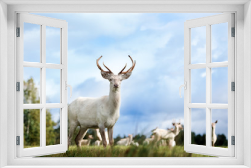 Fototapeta Naklejka Na Ścianę Okno 3D - beautiful white color red deer standing on a field