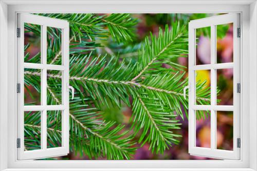 Fototapeta Naklejka Na Ścianę Okno 3D - Branch coniferous tree Ábies sibírica with green needles closeup on the background blur of autumn leaves of different colors, autumn landscape