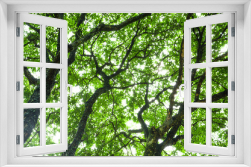 Fototapeta Naklejka Na Ścianę Okno 3D - forest trees nature green outdoor sunlight