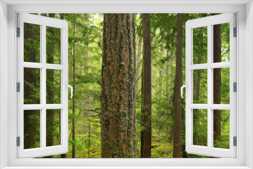 Fototapeta Naklejka Na Ścianę Okno 3D - a picture of an Pacific Northwest forest