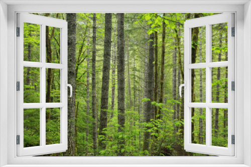 Fototapeta Naklejka Na Ścianę Okno 3D - a picture of an Pacific Northwest forest 