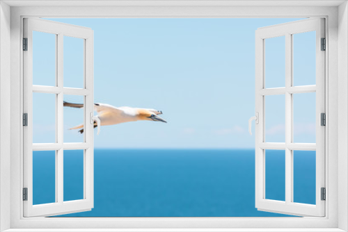 Fototapeta Naklejka Na Ścianę Okno 3D - One flying gannet bird isolated against blue ocean in Perce, Gaspesie, Gaspe region of Quebec, Canada by Bonaventure Island