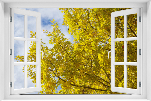 Fototapeta Naklejka Na Ścianę Okno 3D - Yellow autumn leaves on a tree