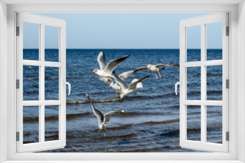 Fototapeta Naklejka Na Ścianę Okno 3D - White seagulls flying over Baltic Sea in Latvia.