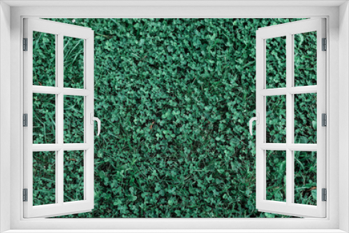 Fototapeta Naklejka Na Ścianę Okno 3D - Green grass, summer day meadow, beautiful homogeneous background.
