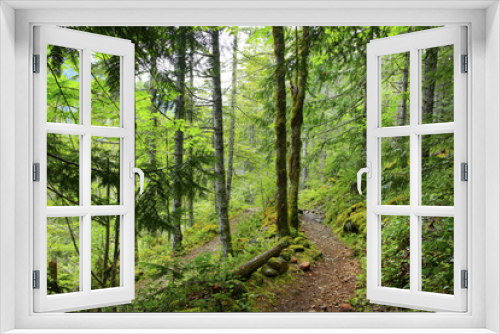 Fototapeta Naklejka Na Ścianę Okno 3D - a picture of an Pacific Northwest forest trail