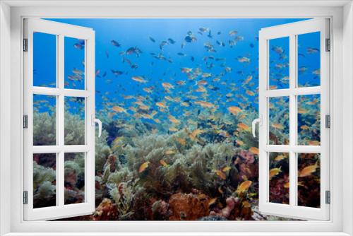 Fototapeta Naklejka Na Ścianę Okno 3D - Philippines underwater fish scuba diving
