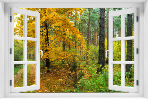 Fototapeta Naklejka Na Ścianę Okno 3D - Panoramic image of autumn forest. Forest road