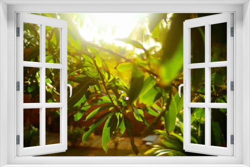 Fototapeta Naklejka Na Ścianę Okno 3D - Palm trees in the tropics