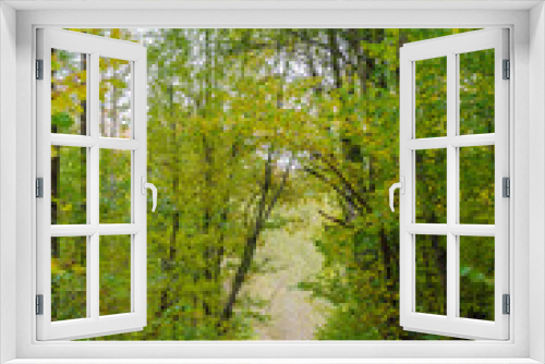 Fototapeta Naklejka Na Ścianę Okno 3D - autumn forest landscape with golden leaves and beautiful nature, a beautiful picture outdoor