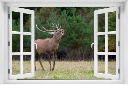 Fototapeta Naklejka Na Ścianę Okno 3D - Red deer in mating season