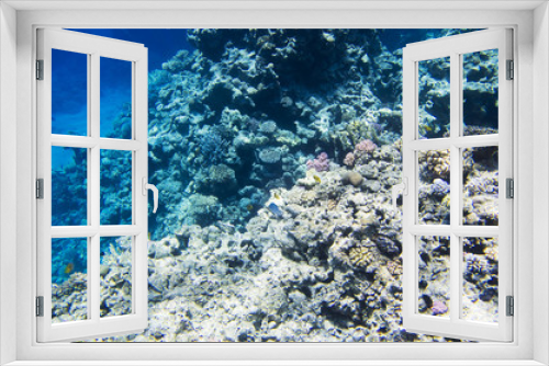 Fototapeta Naklejka Na Ścianę Okno 3D - Coral reef on the edge of the depth